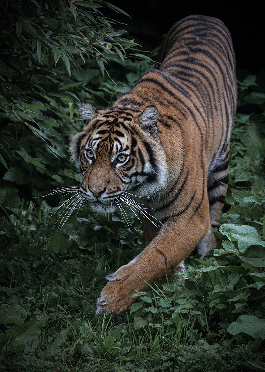 Tiger, Tiger, Burning Bright - Ian Parker